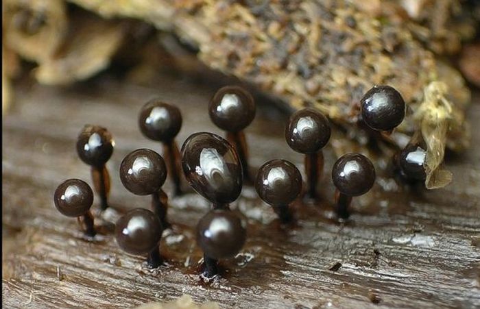 beautiful_shrooms_07.jpg.jpeg