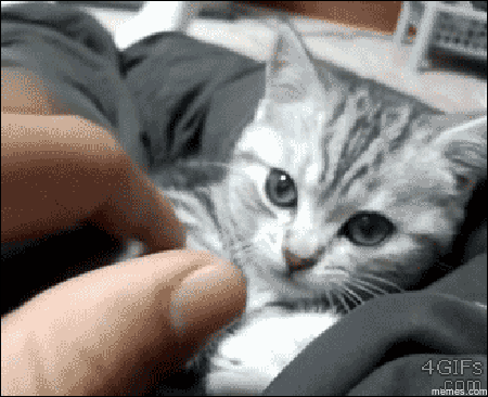 c7fafe35a3a9.gif
