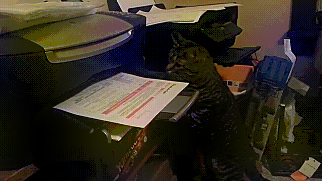 d657aac1d230.gif