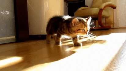 ef093f2d281d.gif