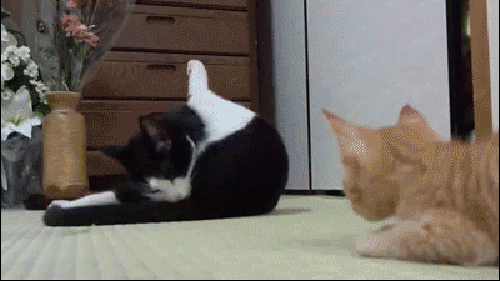 f2493cde2c3e.gif