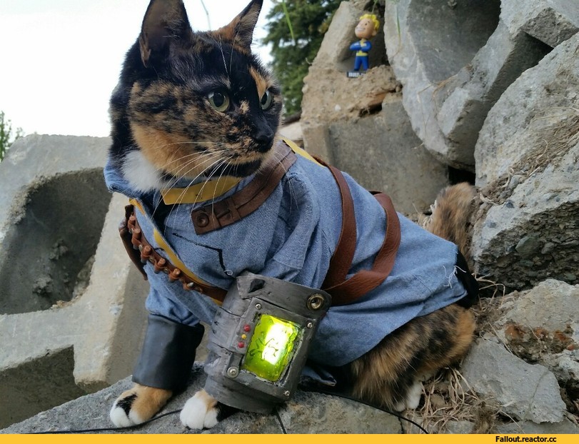 Fallout-%D1%84%D1%8D%D0%BD%D0%B4%D0%BE%D0%BC%D1%8B-Fallout-4-%D0%BA%D0%BE%D1%82%D0%B5%D0%B9%D0%BA%D0%B0-2218395.jpg.jpeg