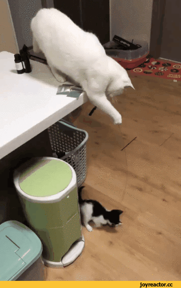 %D0%B3%D0%B8%D1%84%D0%BA%D0%B0-%D0%BA%D0%BE%D1%82%D1%8D-4312890.gif
