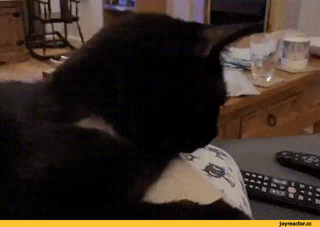 %D0%B3%D0%B8%D1%84%D0%BA%D0%B8-%D0%BA%D0%BE%D1%82%D1%8D-5734438.gif