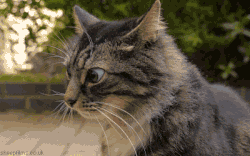 giphy-tumblr.gif