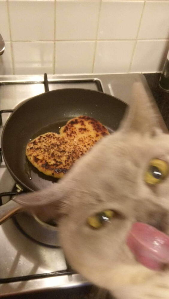 %D0%BA%D0%BE%D1%82%D1%8D-5809788.jpg.jpeg