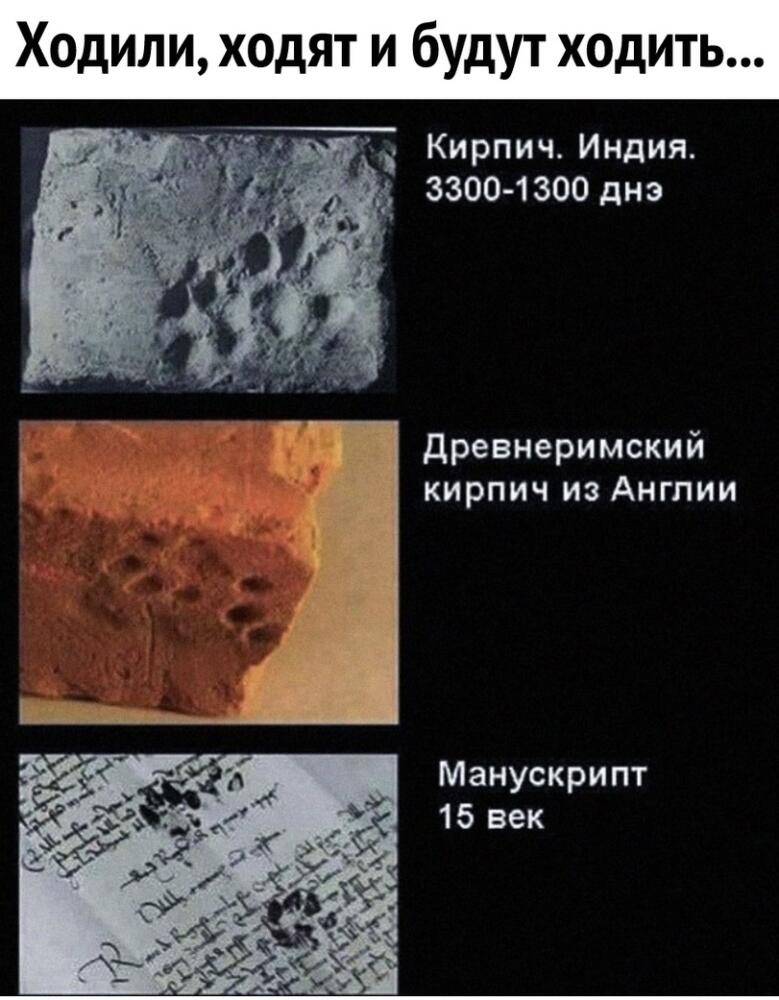 %D0%BA%D0%BE%D1%82%D0%B8%D0%BA%D0%B8-%D0%B2%D0%B5%D1%87%D0%BD%D1%8B-5788040.jpg.jpeg