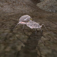 MW-creature-Scrib.jpg.jpeg