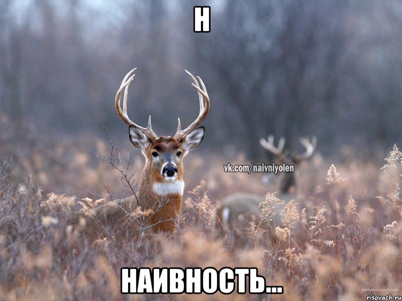 naivnyy-olen_45815145_big_.jpg.jpeg
