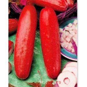 ogurets-red.jpg.jpeg