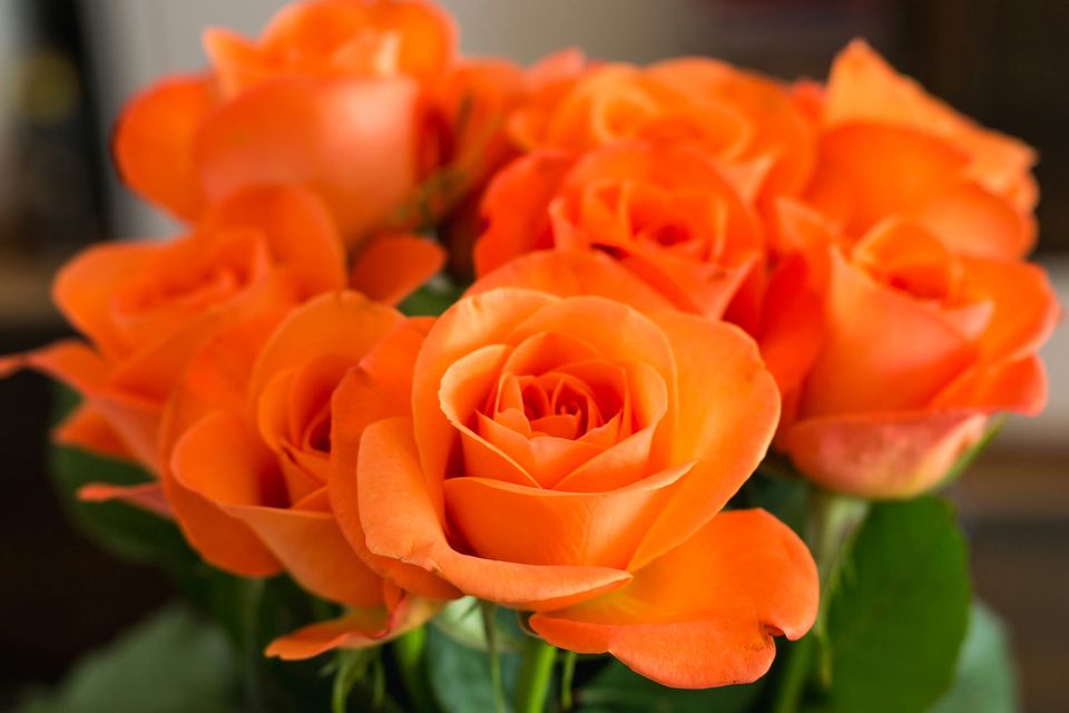 Orangeroses-GettyImages-580827975-59480b055f9b58d58ac3d7f0.jpg.jpeg