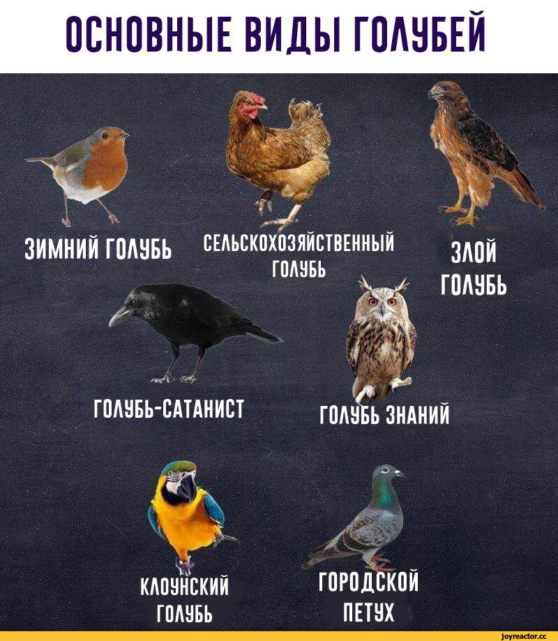 %D0%BF%D0%B5%D1%81%D0%BE%D1%87%D0%BD%D0%B8%D1%86%D0%B0-%D0%B3%D0%BE%D0%BB%D1%83%D0%B1%D0%B8-%D0%BA%D0%BB%D0%B0%D1%81%D1%81%D0%B8.jpeg