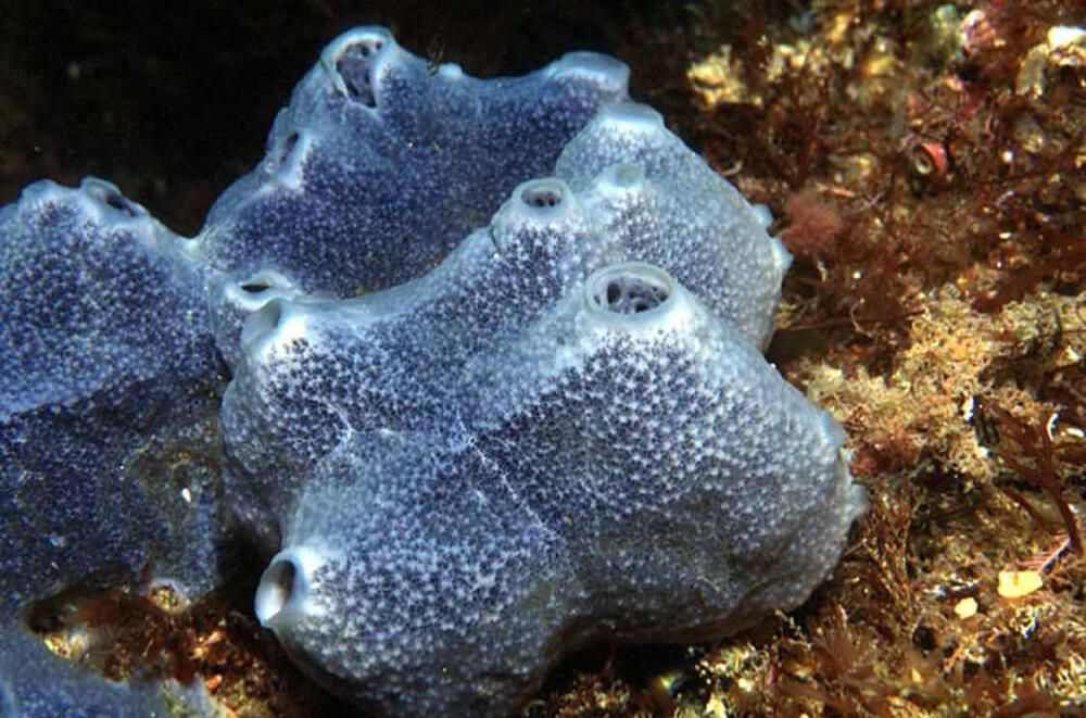 porifera1_jpg.jpg.jpeg