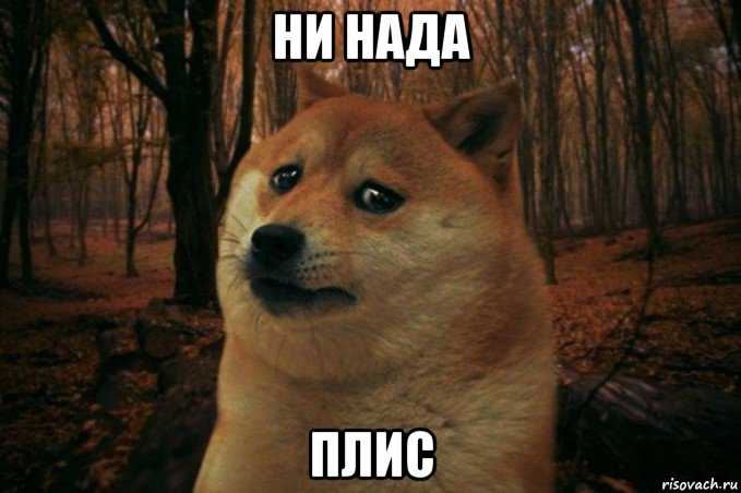 sad-doge_89025287_orig_.jpg.jpeg