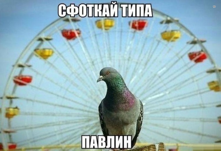 sfotkaj-tipa-pavlin-list.jpg.jpeg
