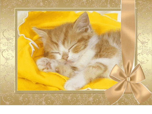 Сладких снов! Котенок спит.gif