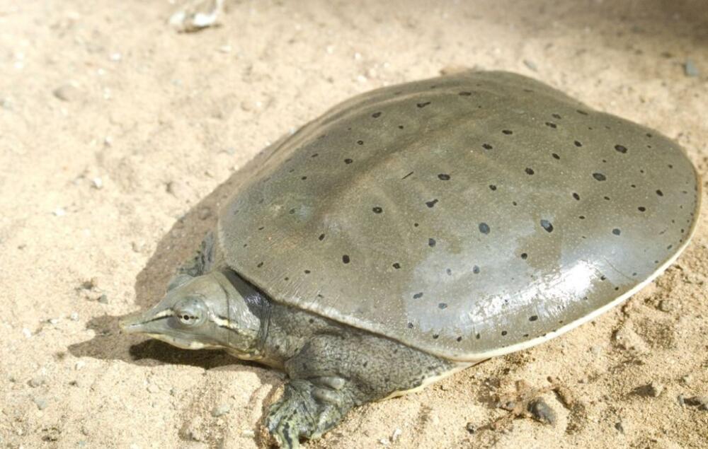 spiny-soft-shelled-turtle.jpg.jpeg