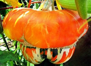 tikva-Turks-Turban-300x216.jpg.jpeg