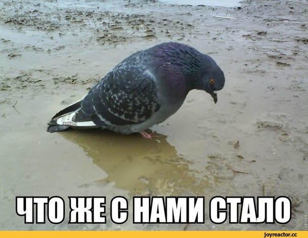 %D0%B3%D0%BE%D0%BB%D1%83%D0%B1%D1%8C-%D0%B6%D0%B8%D0%B2%D0%BD%D0%BE%D1%81%D1%82%D1%8C-%D0%BF%D0%B5%D1%87%D0%B0%D0%BB%D1%8C-%D1%8.jpeg