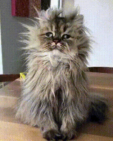 110302665_d510f6d8cb2d61aaa676f499c91a99f4_800.gif