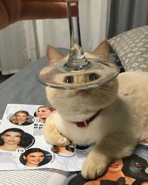 11241368.jpg.jpeg