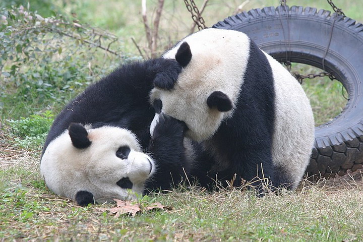 1141630951_1134751160_1134682919_panda_5.jpg.jpeg