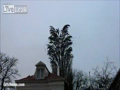 1176793_600.gif