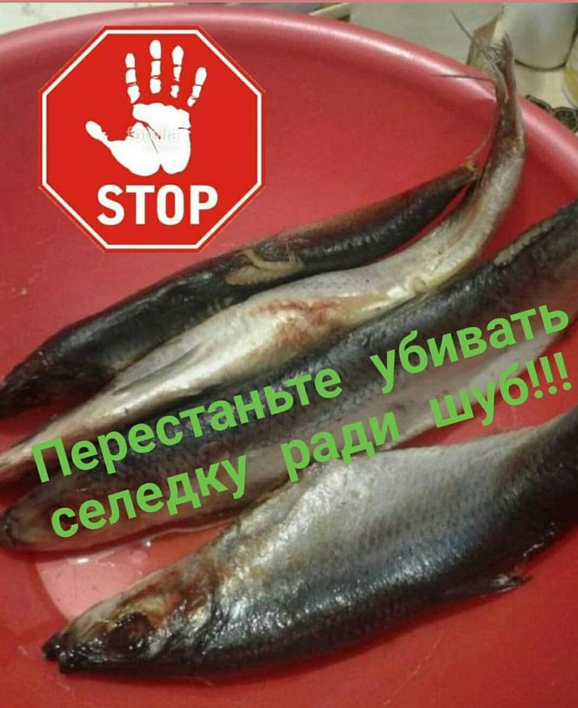 12483548.jpg.jpeg