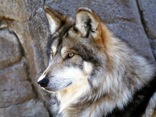 1256321506_wolf1_1600x1200.jpg.jpeg