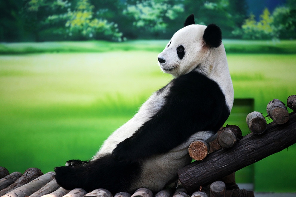 1348993534_panda_ustala-panda_otdihaet_257_27-2.jpg.jpeg