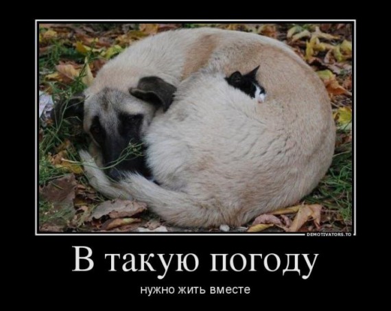 1351623450_demotivators_36.jpg.jpeg