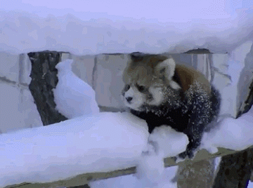 14070729098719.gif