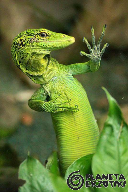 1435252397_015varanus-prasinus.jpg.jpeg