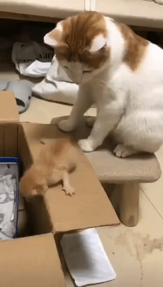 1582202040.gif