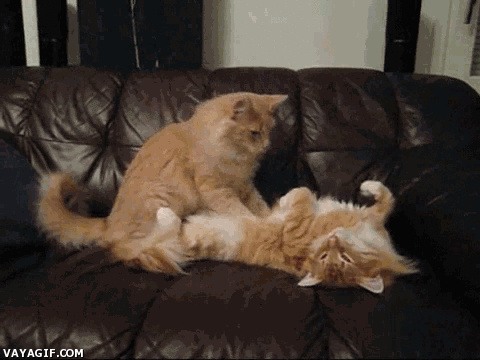 1583708_800.gif