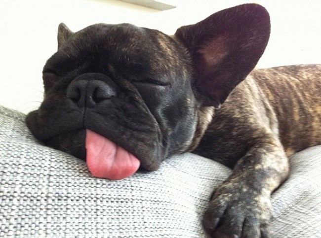 18126810-r3l8t8d-650-sleeping-puppy-1--605.jpg.jpeg