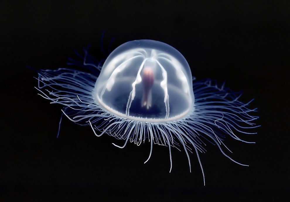 2.5-cm-long-Antarctic-Transparent-Jellyfish.jpg.jpeg