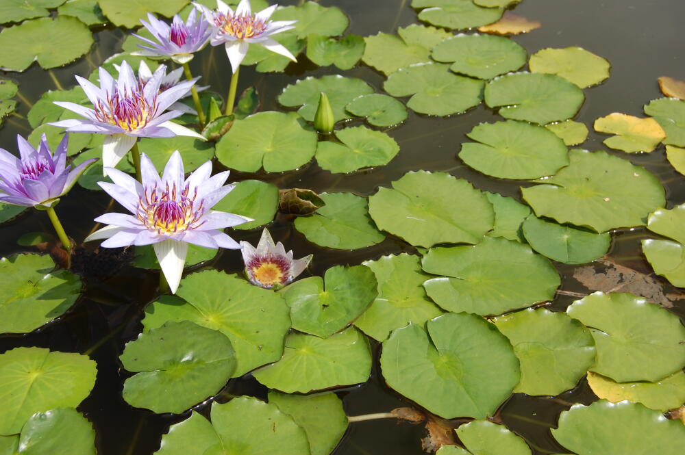 2007_nymphaea_colorata_2.jpg.jpeg