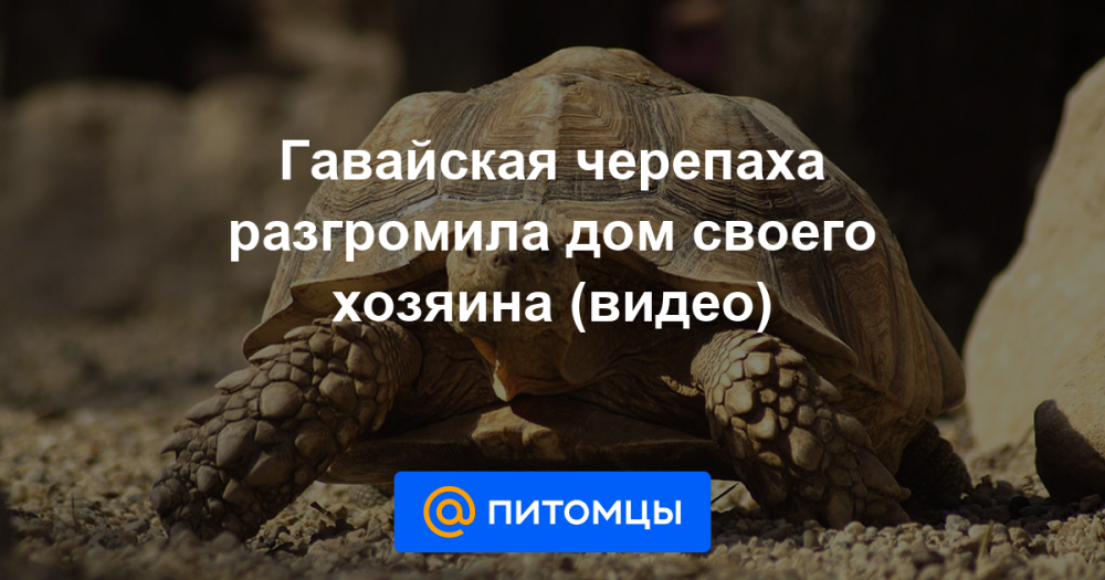 21196.webp.png