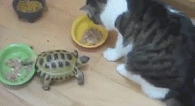 2406516b7c987fa6b423b0a8e0f97ea6.gif