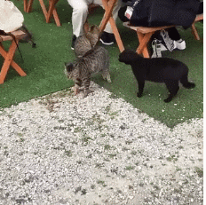 25677067.gif