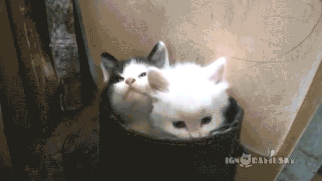 29d8fc8fcb29.gif