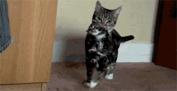 34c107df9392.gif