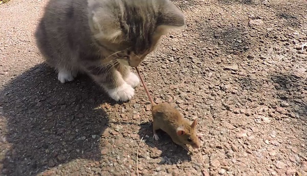 359027455cc8.jpg.jpeg