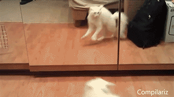 3b1c28978725.gif