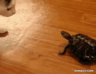 42714a30253f.gif
