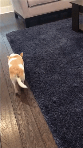 4e2f5d606f44.gif