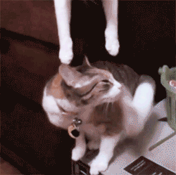 52a852a3ff05.gif