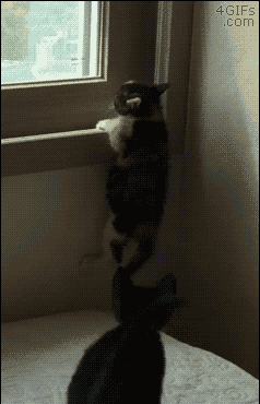 5c6053b11695.gif