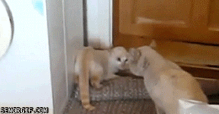637787901189.gif